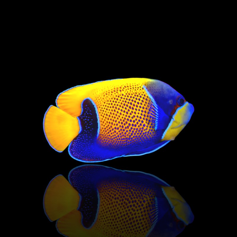 Pomacanthus Navarchus kopen? | Coralandfishstore.nl Pomacanthus Navarchus kopen? | Coralandfishstore.nl