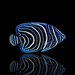 Pomacanthus Semicirculatis kopen?| Coralandfishstore.nl Pomacanthus Semicirculatis kopen?| Coralandfishstore.nl