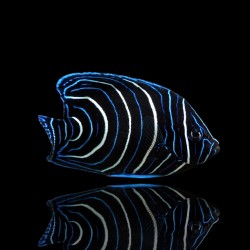 Pomacanthus Semicirculatus