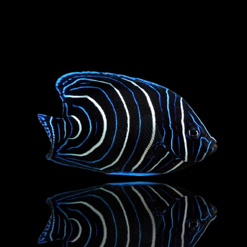Pomacanthus Semicirculatus Pomacanthus Semicirculatus