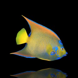 Holacanthus Ciliaris kopen?| Coralandfishstore.nl