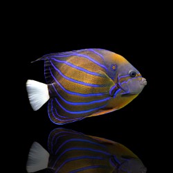 Pomacanthus Annularis | Coralandfishstore.nl