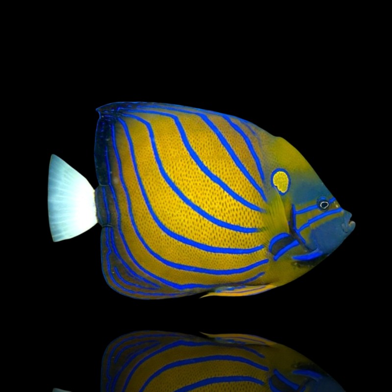 Pomacanthus Annularis (M) Pomacanthus Annularis (M)