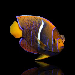 Holacanthus Passer