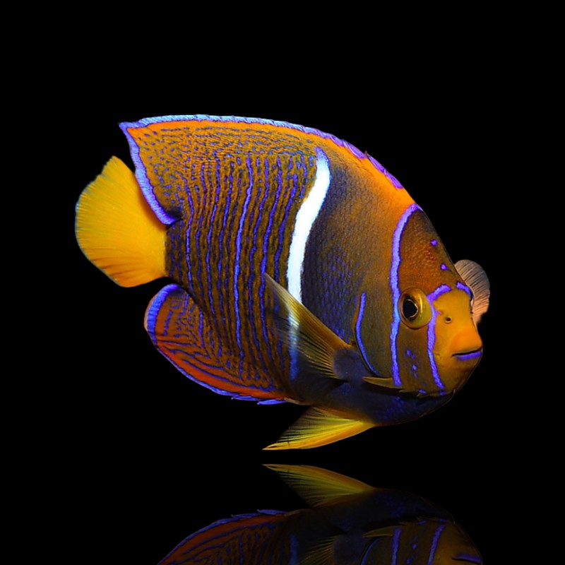 Holacanthus Passer Holacanthus Passer
