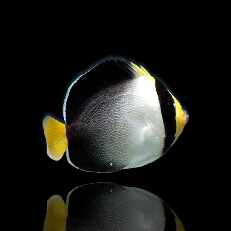 Chaetodontoplus Mesoleucus | Coralandfishstore.nl Chaetodontoplus Mesoleucus | Coralandfishstore.nl