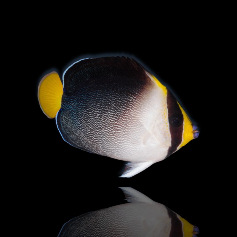 Chaetodontoplus Mesoleucus | Coralandfishstore.nl Chaetodontoplus Mesoleucus | Coralandfishstore.nl