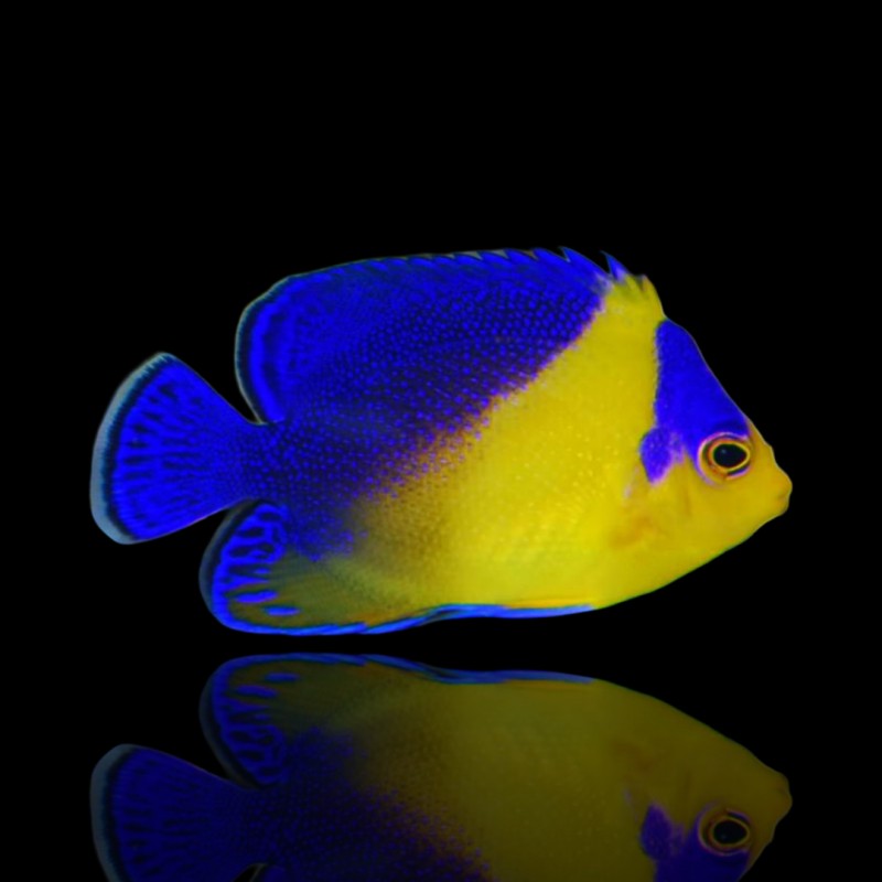Centropyge venusta