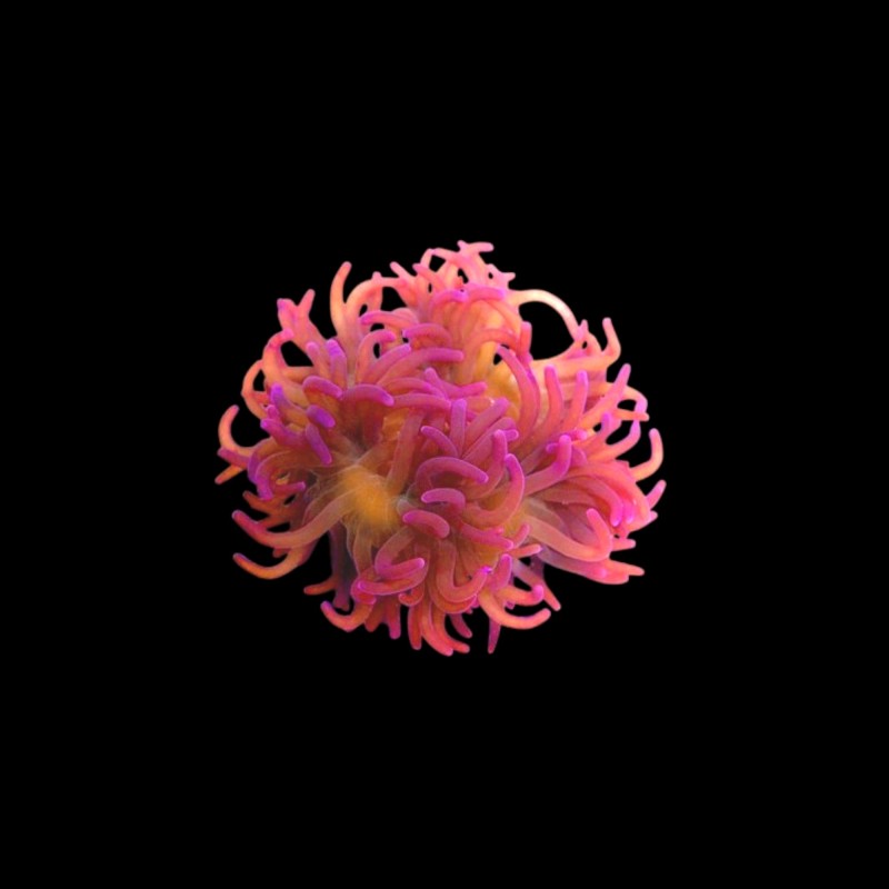 Macrodactyla Doreensis Red