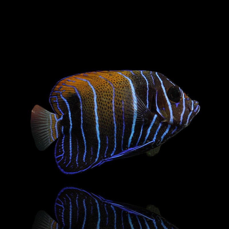 Coralandfishstore.nl √ Pomacanthus Navarchus (L) Coralandfishstore.nl √ Pomacanthus Navarchus (L)