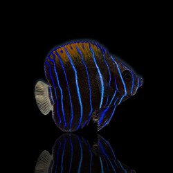 Coralandfishstore.nl √ Pomacanthus Navarchus (L) Coralandfishstore.nl √ Pomacanthus Navarchus (L)