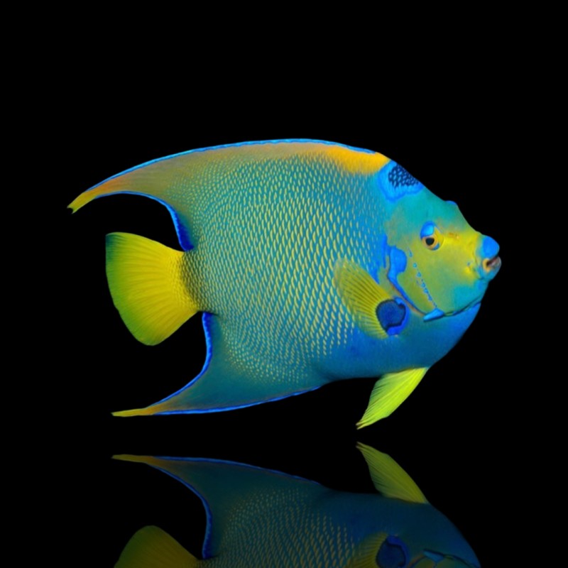 Holacanthus Ciliaris