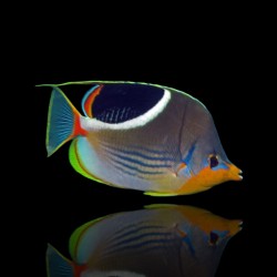 Chaetodon Ephippium (M) bestellen ? l Coralandfishstore.nl