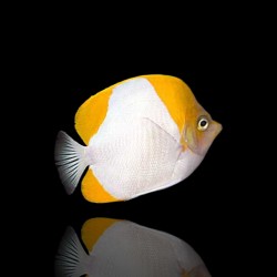 Coral And Fishstore- hemitaurichthys polyepsis - Piramide Koraalvlinder Coral And Fishstore- hemitaurichthys polyepsis - Piramide Koraalvlinder