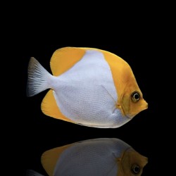 Coral And Fishstore- hemitaurichthys polyepsis - Piramide Koraalvlinder Coral And Fishstore- hemitaurichthys polyepsis - Piramide Koraalvlinder