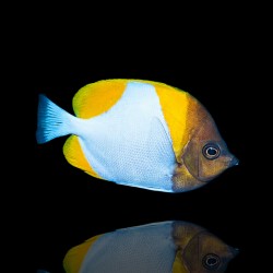 Hemitaurichthys Polylepis Hemitaurichthys Polylepis