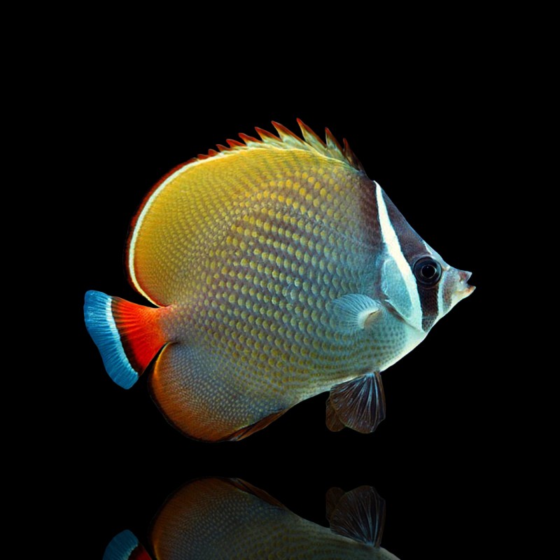 Chaetodon Collare