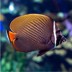 Coral And Fishstore - chaetodon collage,witkraag koraalvlinder