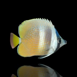 Chaetodon kleinii - kleinii's koraalvlinder | Coralandfishstore.nl
