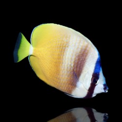 Chaetodon kleinii - kleinii's koraalvlinder | Coralandfishstore.nl