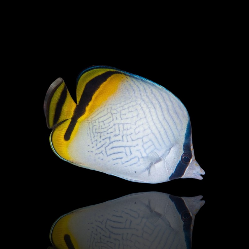Chaetodon Vagabundus Chaetodon Vagabundus