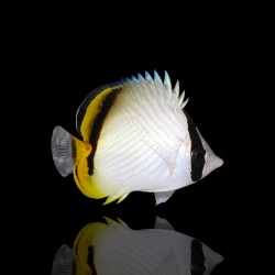 Chaetodon vagabundus kopen? | Coralandfishstore.nl Chaetodon vagabundus kopen? | Coralandfishstore.nl