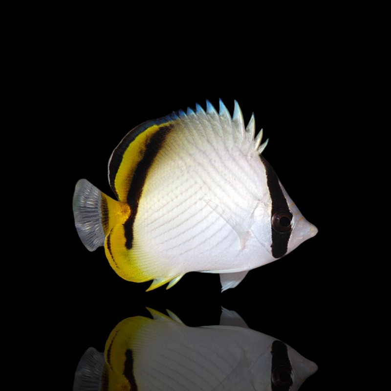 Chaetodon vagabundus kopen? | Coralandfishstore.nl Chaetodon vagabundus kopen? | Coralandfishstore.nl