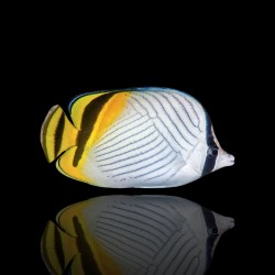 Chaetodon vagabundus kopen? | Coralandfishstore.nl Chaetodon vagabundus kopen? | Coralandfishstore.nl