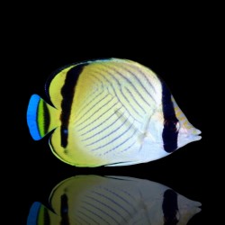 Chaetodon vagabundus kopen? | Coralandfishstore.nl Chaetodon vagabundus kopen? | Coralandfishstore.nl