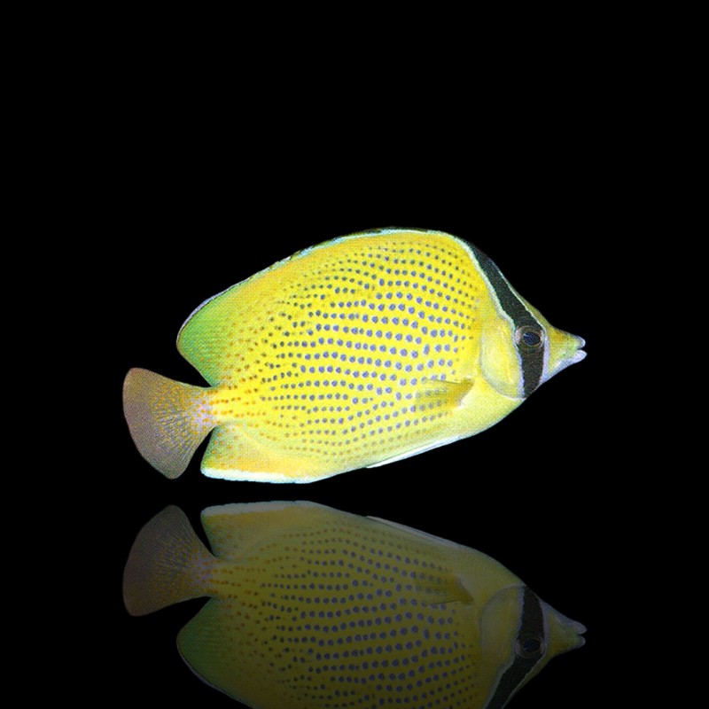 Coral And Fishstore - Chaetodon Citrinellus - Gestippelde koraalvlinder Coral And Fishstore - Chaetodon Citrinellus - Gestippelde koraalvlinder