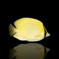 Coral And Fishstore - Chaetodon Citrinellus - Gestippelde koraalvlinder Coral And Fishstore - Chaetodon Citrinellus - Gestippelde koraalvlinder