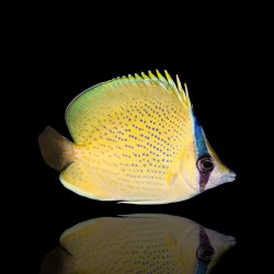 Coral And Fishstore - Chaetodon Citrinellus - Gestippelde koraalvlinder Coral And Fishstore - Chaetodon Citrinellus - Gestippelde koraalvlinder