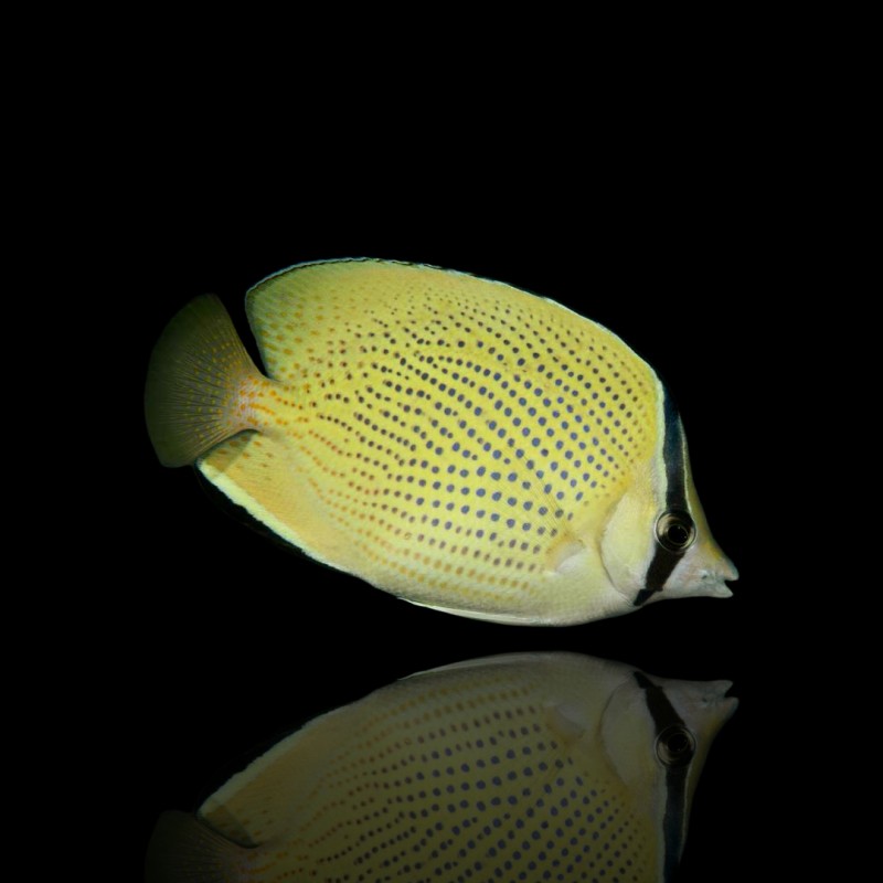 Chaetodon Citrinellus Chaetodon Citrinellus