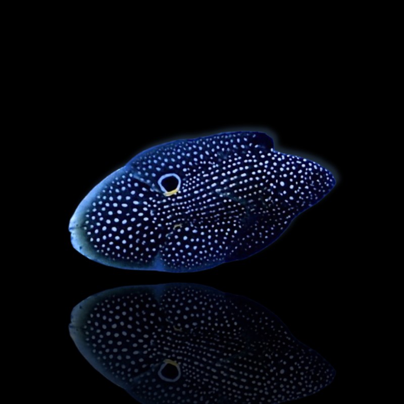 Calloplesiops Altivelis kopen?| Coralandfishstore.nl Calloplesiops Altivelis kopen?| Coralandfishstore.nl