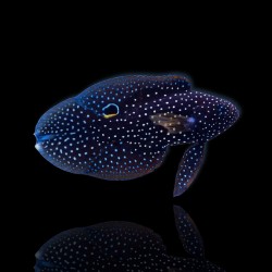 Calloplesiops Altivelis