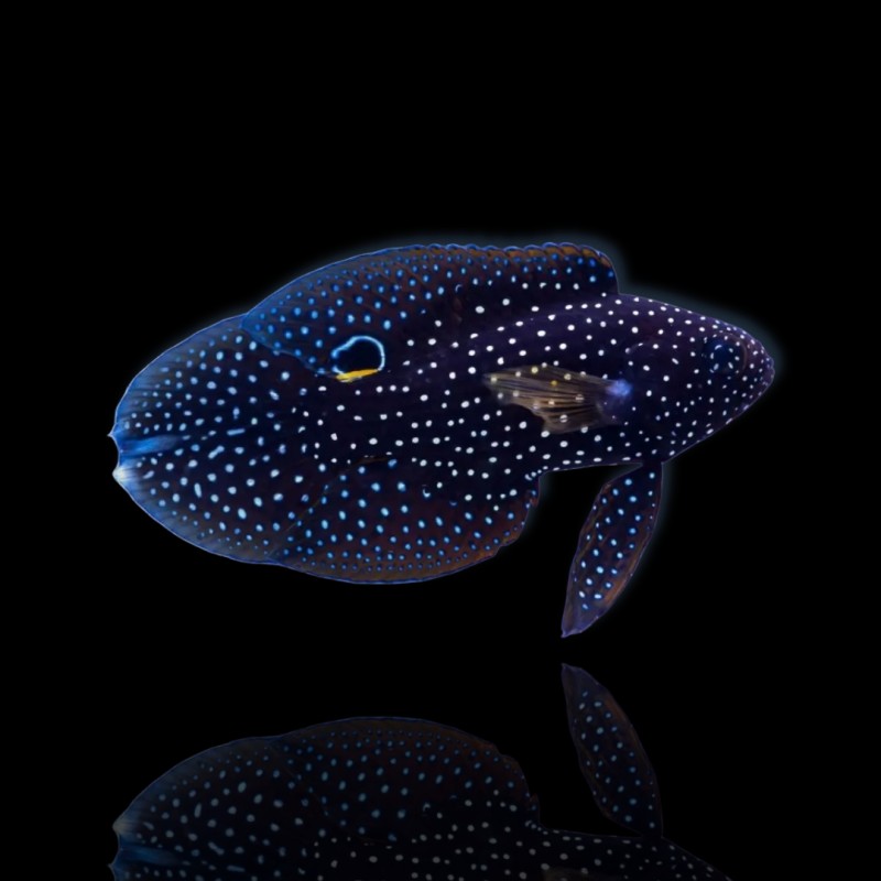 Calloplesiops Altivelis