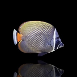 Chaetodon Collare (S) bestellen ? l Coralandfishstore.nl