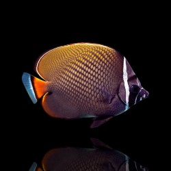 Chaetodon Collare (S) bestellen ? l Coralandfishstore.nl