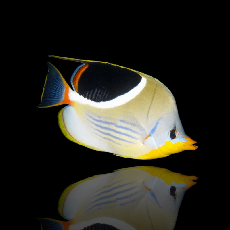 Chaetodon Ephippium Chaetodon Ephippium