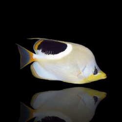 Coral And Fishstore - chaetodon-ephippium-l- zadelrug koraalvlinder