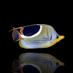 Coral and Fishstore - Chaetodon Ephippium