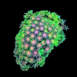 WYSIWYG 660 Goniopora ultra frag