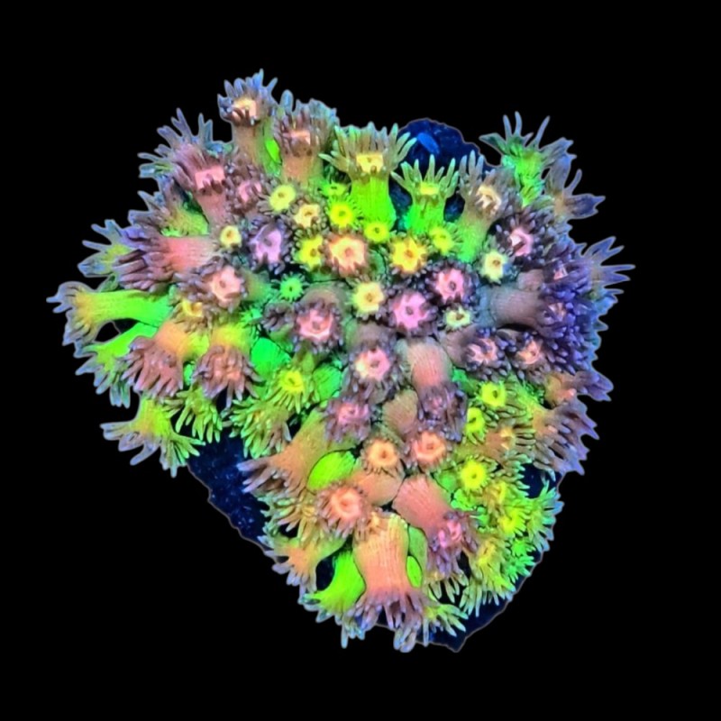 WYSIWYG 661 Goniopora ultra frag