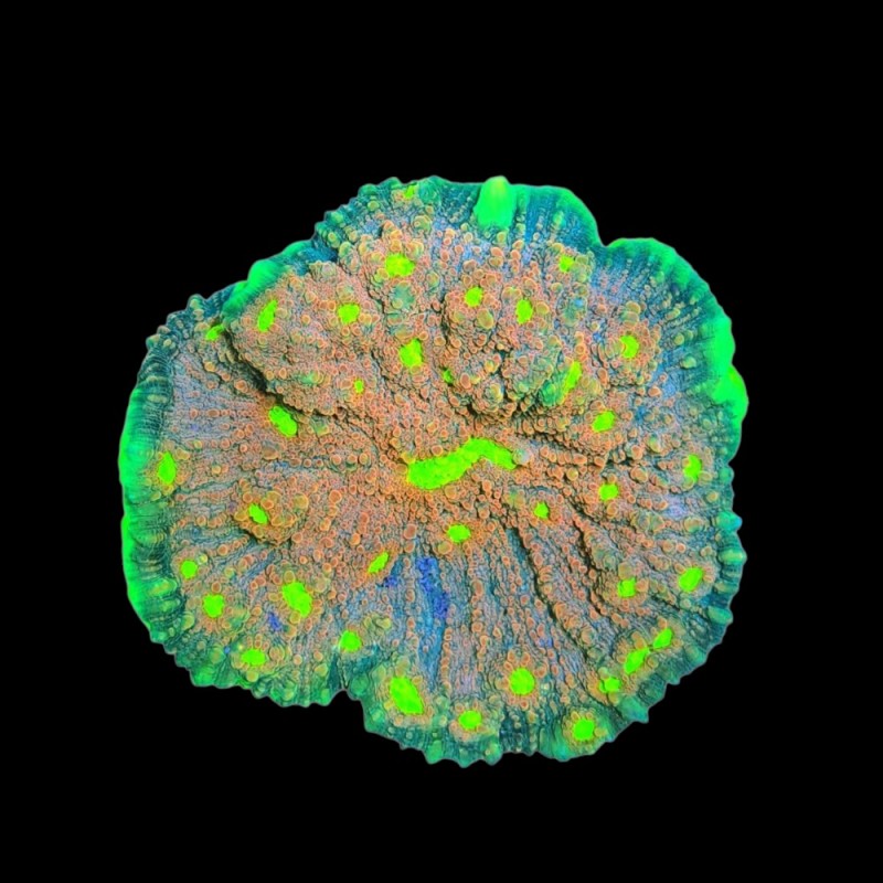 WYSIWYG 662 Echinopora multi colour M-size