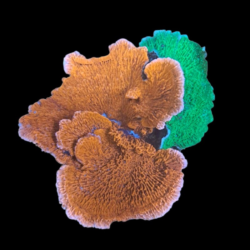 WYSIWYG 663 Montipora capricornis red-green