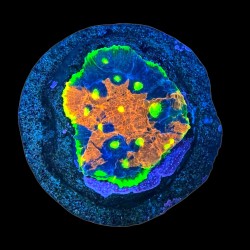 WYSIWYG 664 Chalice ultra frag