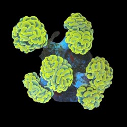 WYSIWYG 665 Euphyllia paraancora 5 koppen ultra