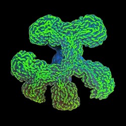 WYSIWYG 666 Euphyllia ancora green L-size