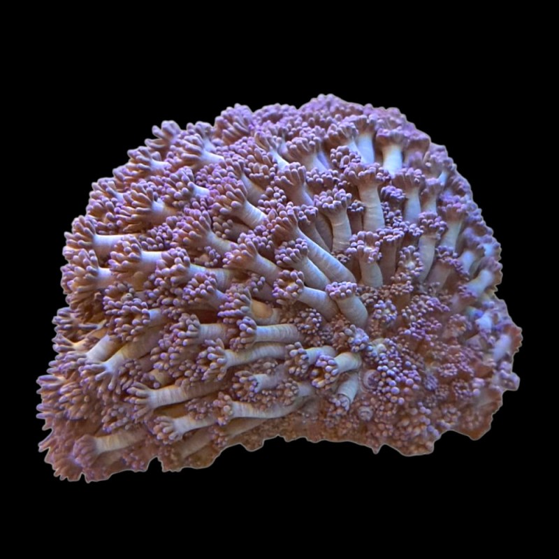 WYSIWYG 667 Goniopora purple M-size