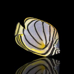 Chaetodon Meyeri - Meyers koraalvlinder kopen? | Coralandfishstore.nl
